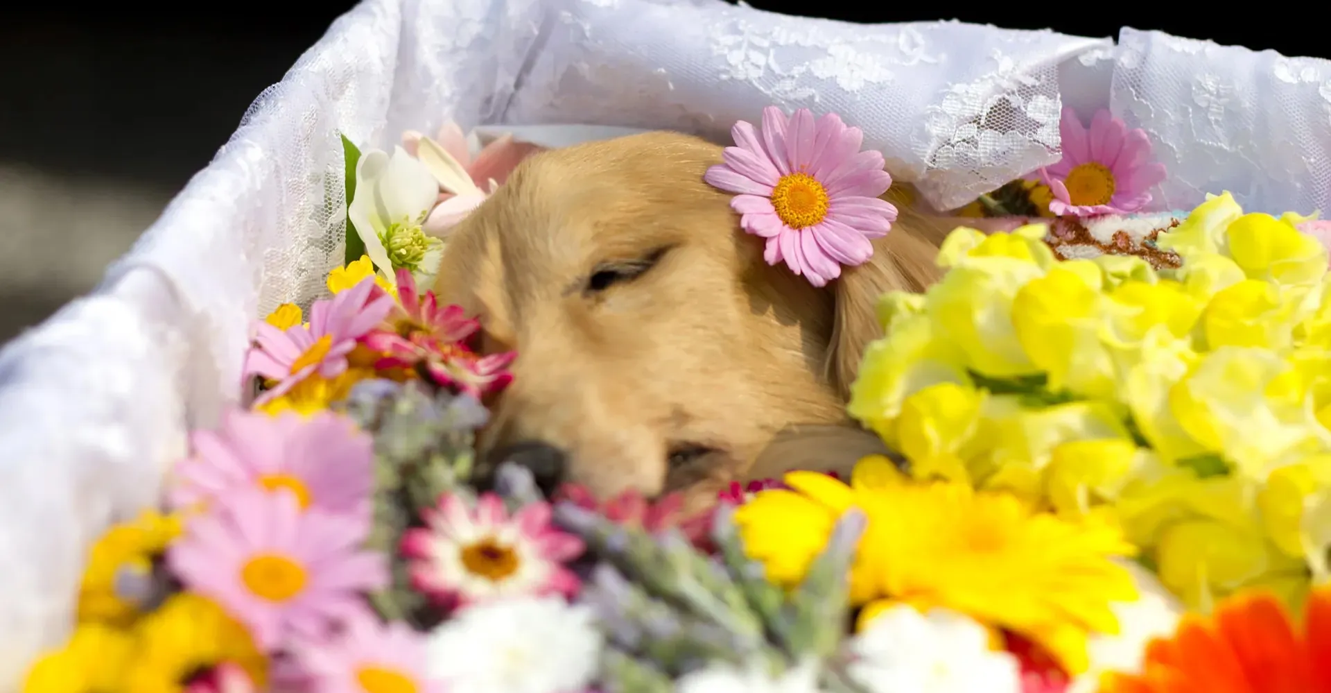 大正動物霊園有限会社